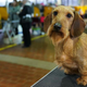 Imagen para el artículo titulado Una enfermedad misteriosa está causando problemas estomacales a los perros en Reino Unido